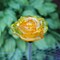 Solar Yellow Rose Flower Garden Yard Stake LED Light Outdoor Lawn Pathway Decor